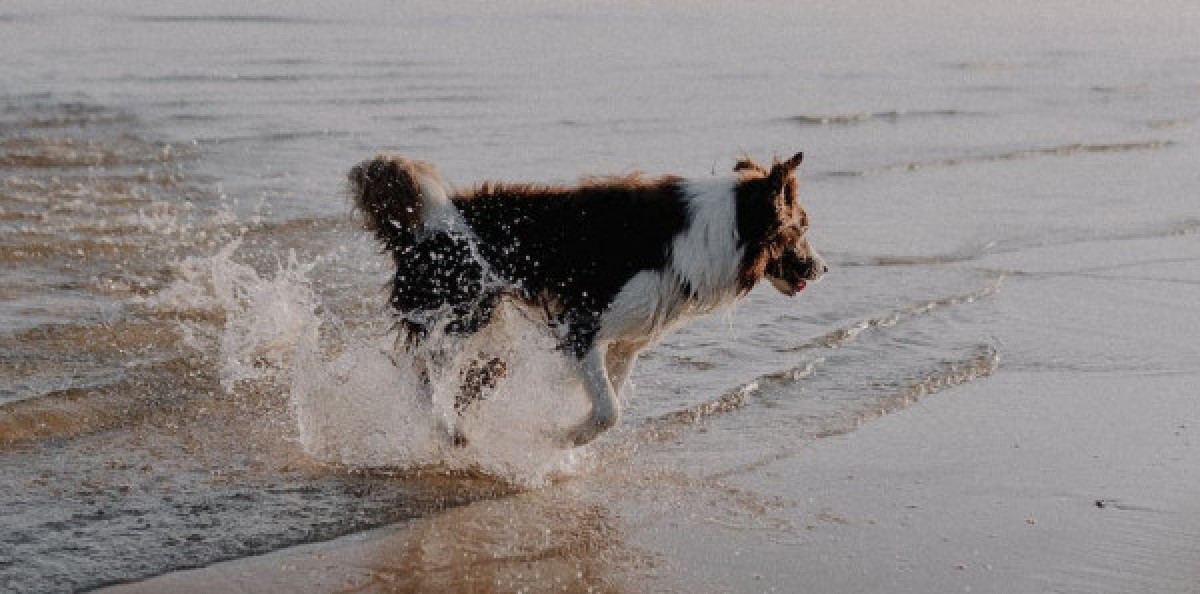 Hond op het strand