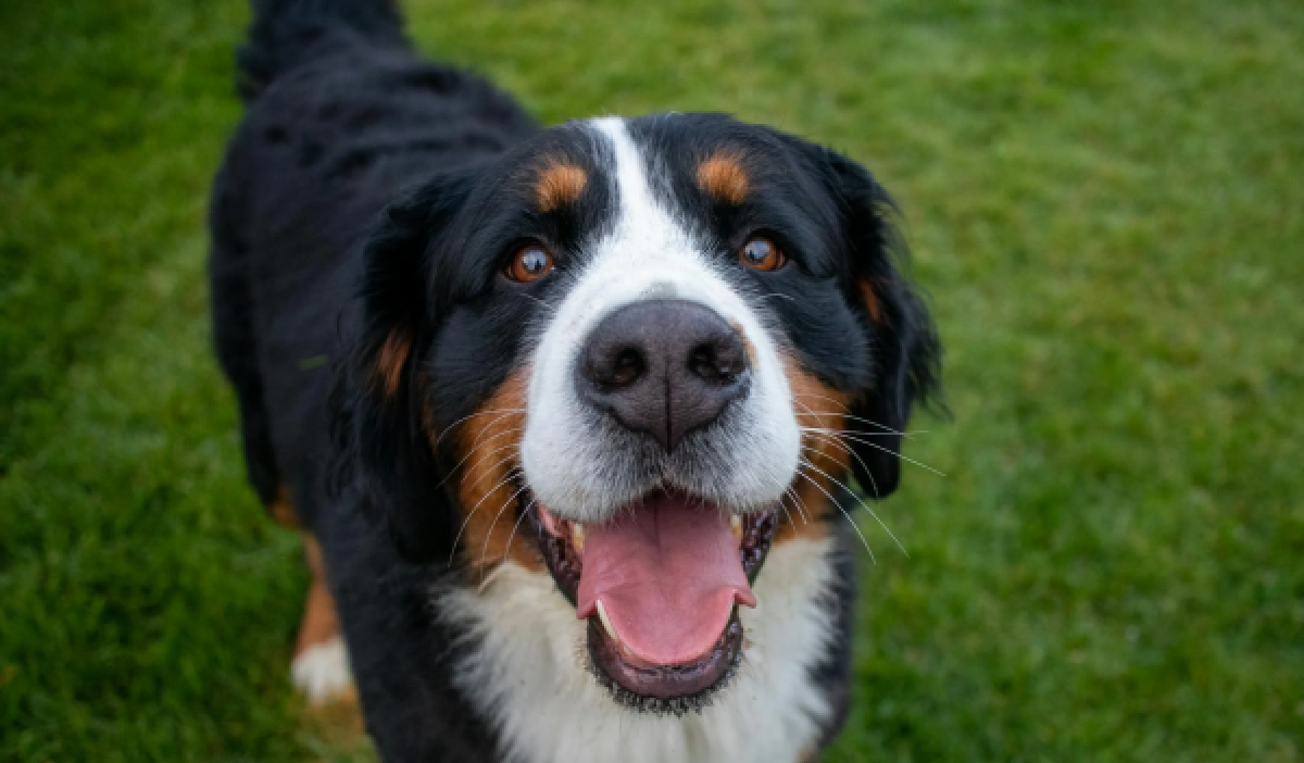 Berner sennenhond