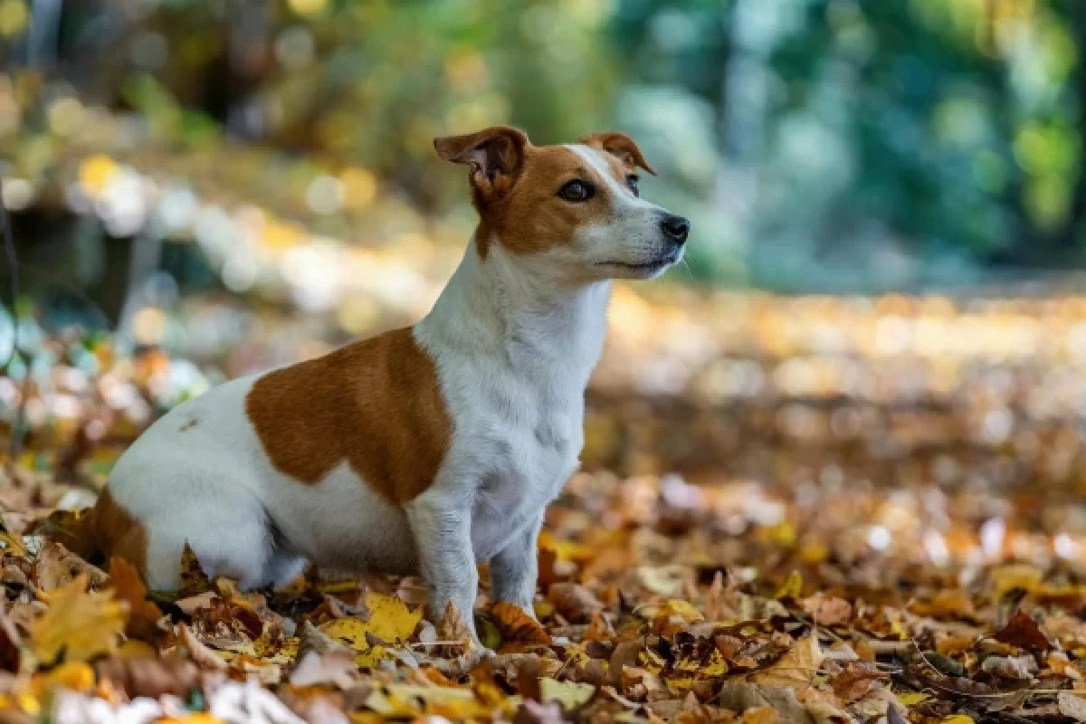 Jack Russel in het bos