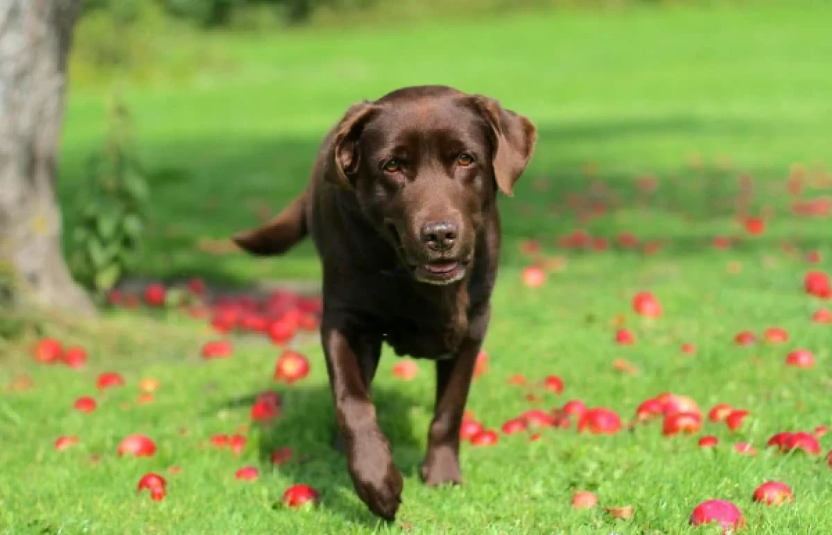 Labrador in grasveld