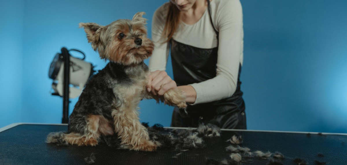 Een hond bij de kapper